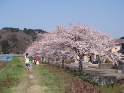旭川土手の桜並木