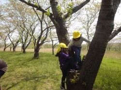 木登りって楽しい！