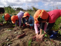 大潟村の菜園でいもほり体験