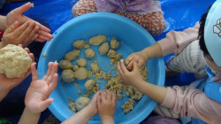 ③塩と麹を混ぜた後、大豆をいれて団子にしたら・・・。