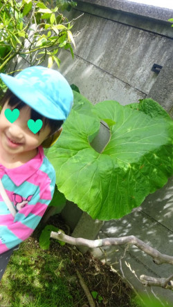 大きなフキがあったり・・・