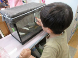 名まえは「かえるちゃんだよ」